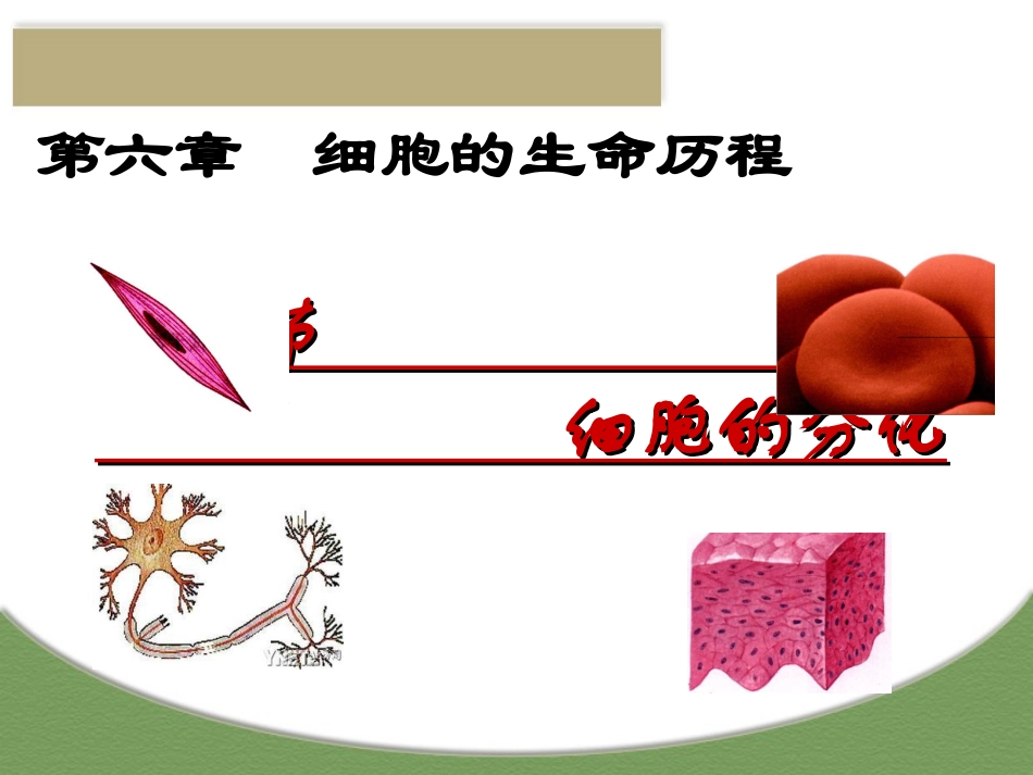 细胞的分化课件_第1页
