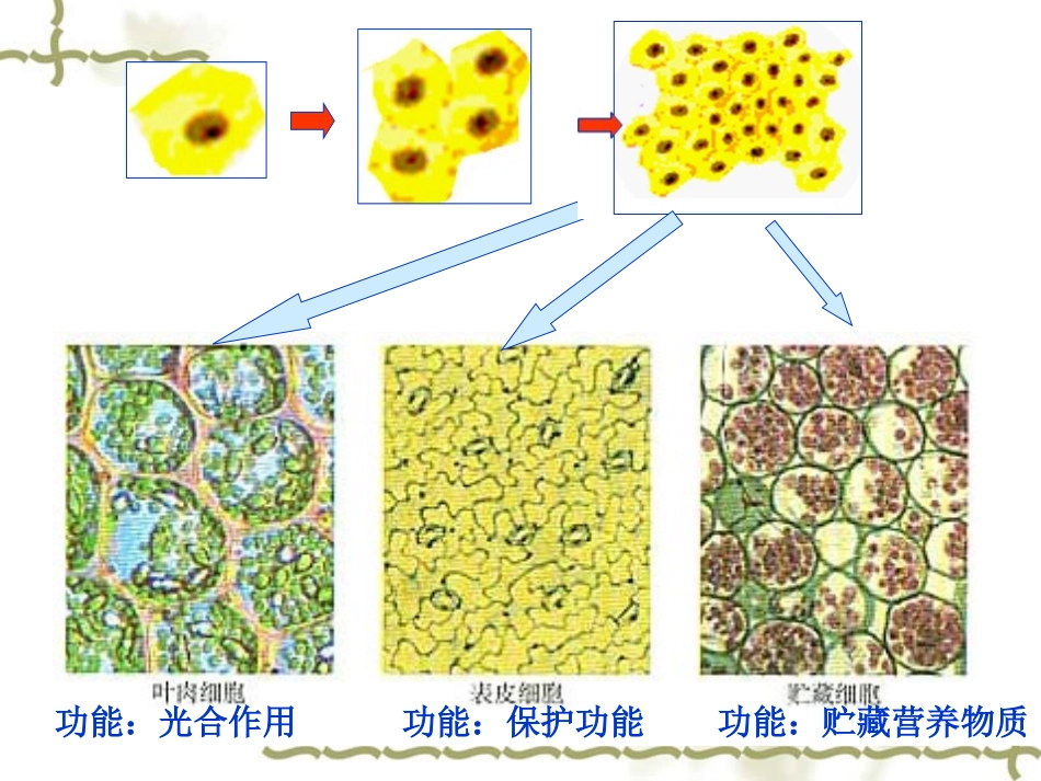 细胞的分化课件_第3页