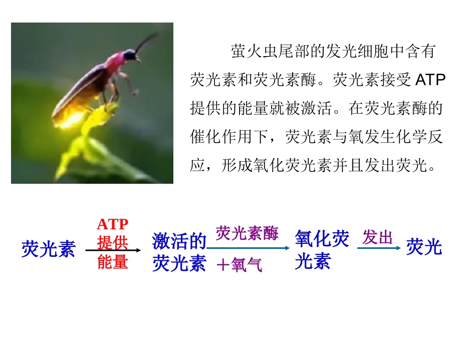 细胞的能量货币ATP_第2页