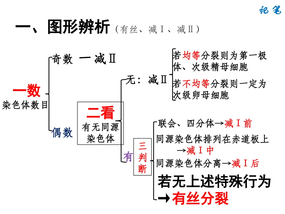细胞分裂图形辨析及配子多样性_第3页