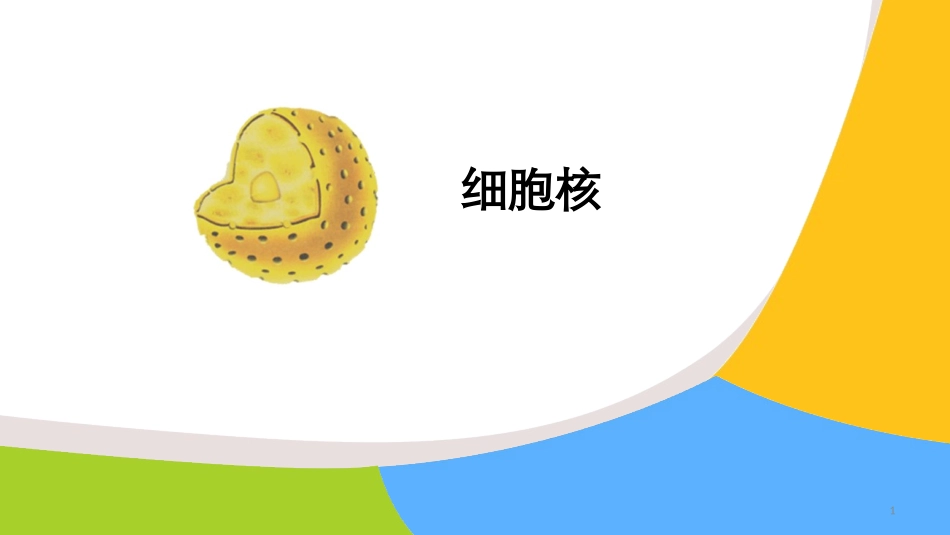 细胞核的结构与功能_第1页