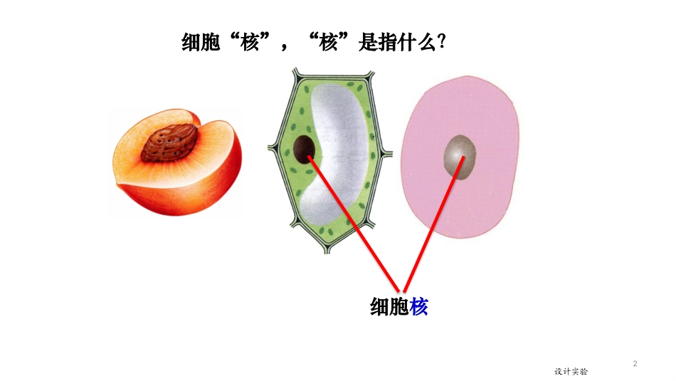 细胞核的结构与功能_第2页