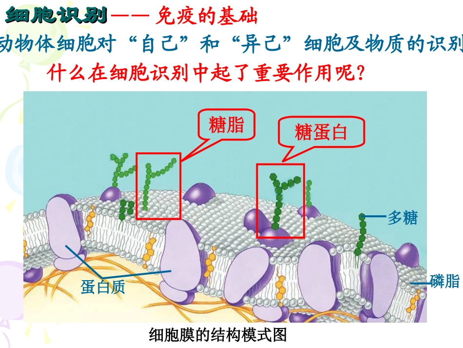 细胞识别和免疫_第3页