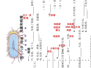 细菌真菌和病毒