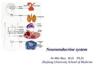 下丘脑和垂体的内分泌功能