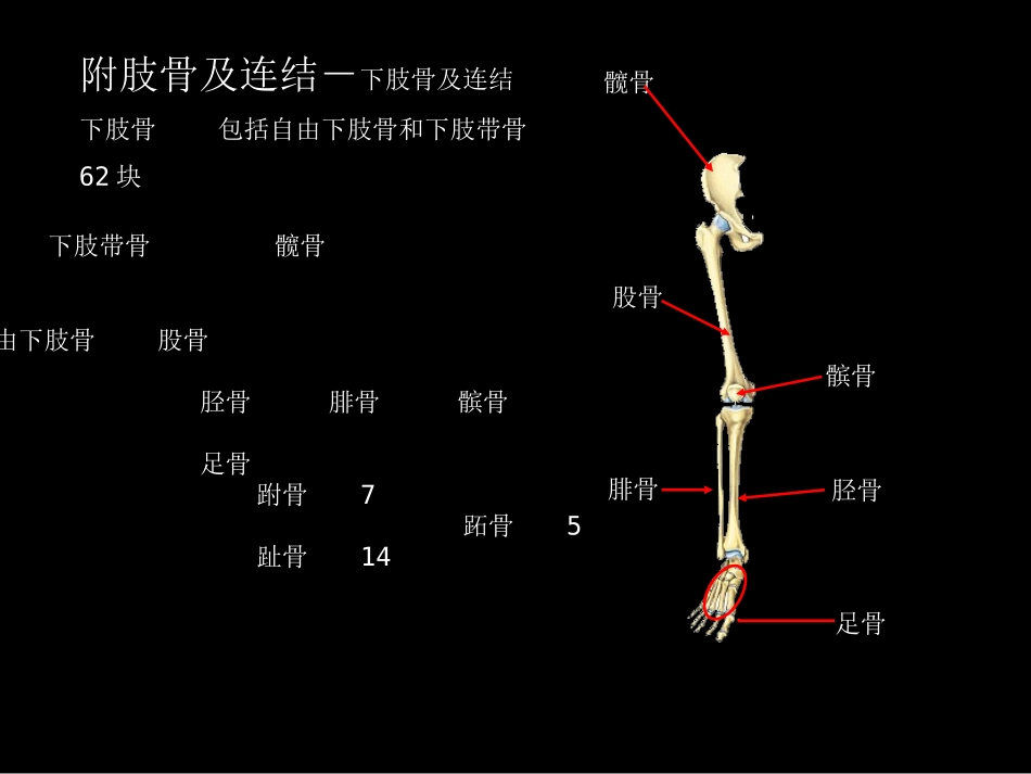 下肢骨及其连结_第2页