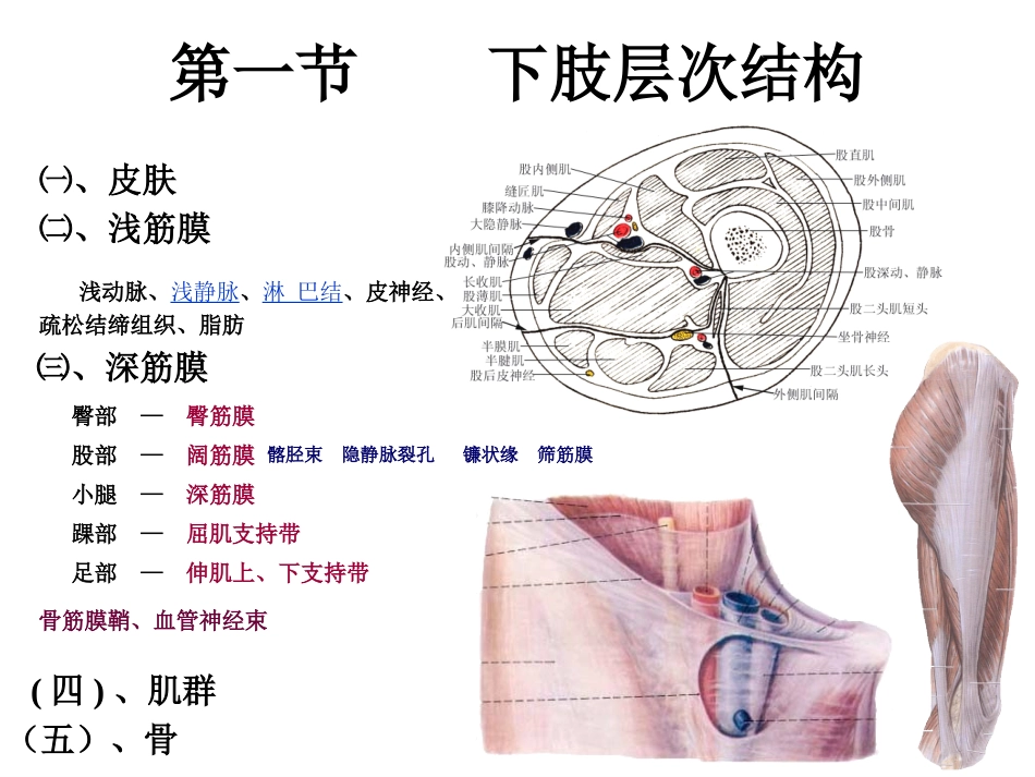 下肢局部解剖概述_第3页