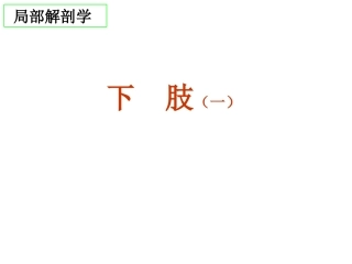 下肢局部解剖概述