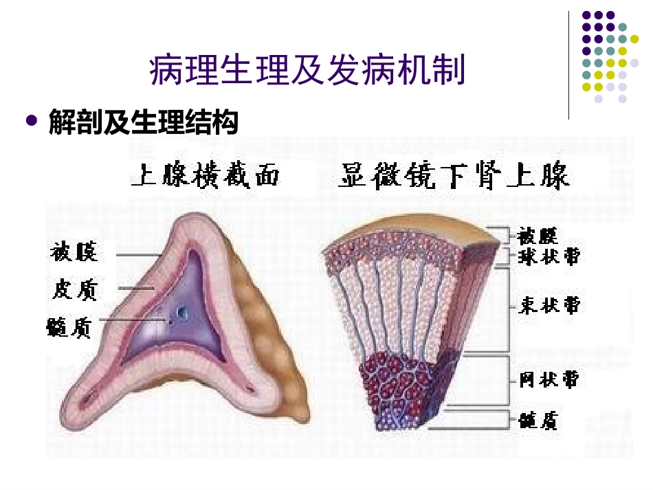 先天性肾上腺皮质增生症课件_第3页