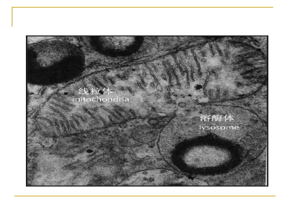 线粒体遗传病精_第2页