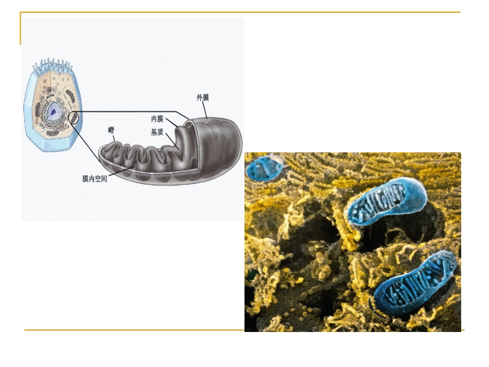线粒体遗传病精_第3页