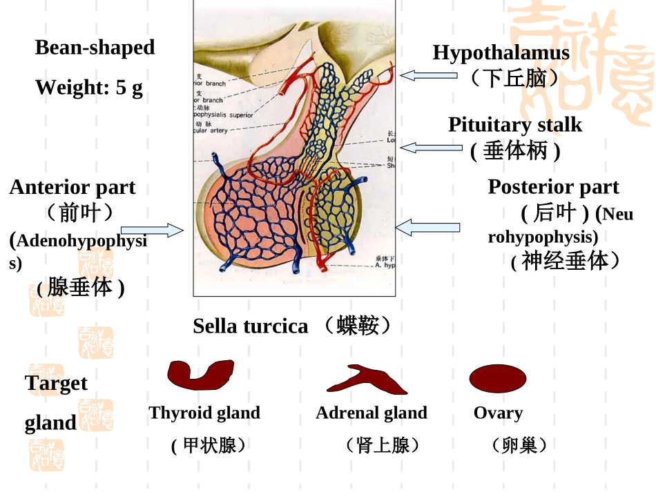 腺垂体功能减退症Hypopituitarism大课_第2页