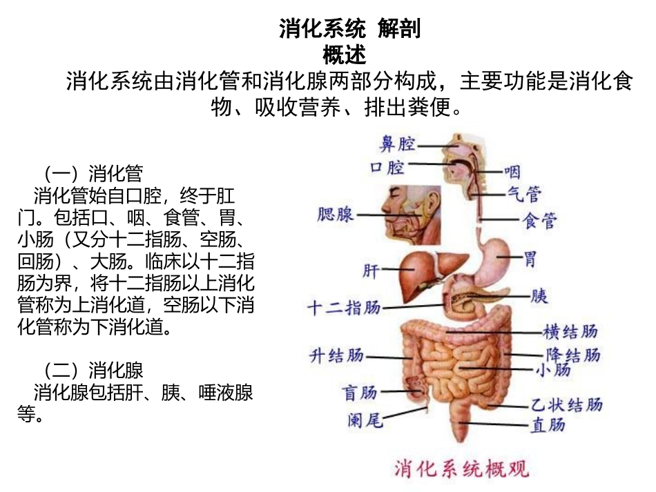 消化系统解剖_第1页