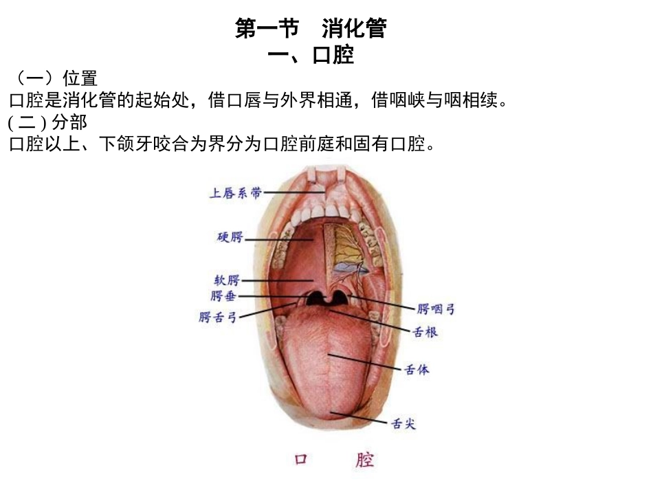 消化系统解剖_第2页