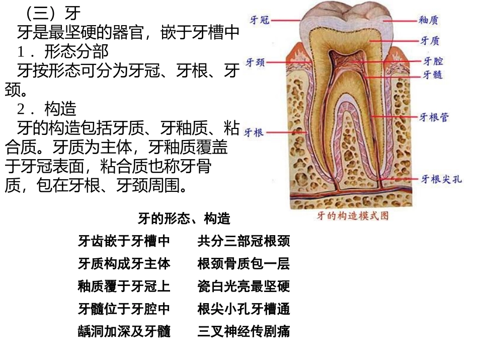消化系统解剖_第3页