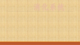 消化系统系统解剖学