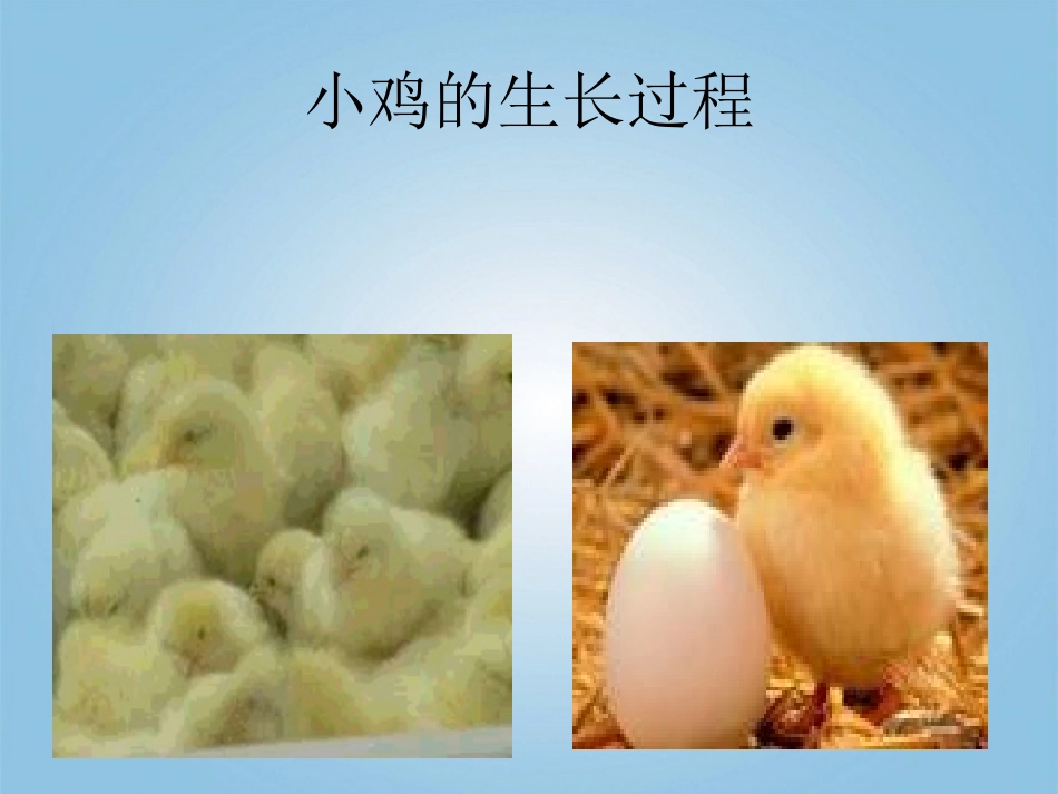 小动物的生长_第3页