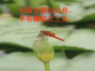 小荷才露尖尖角早有蜻蜓立上头
