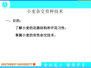 小麦杂交育种技术