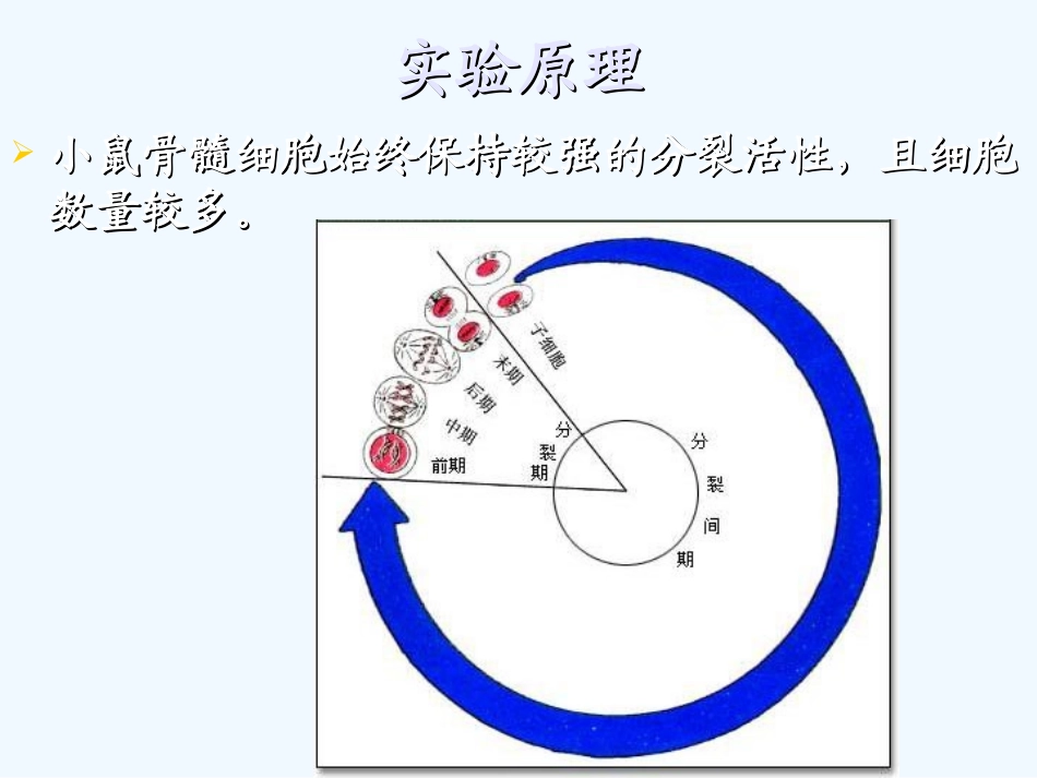 小鼠骨髓细胞染色体制备及观察_第2页