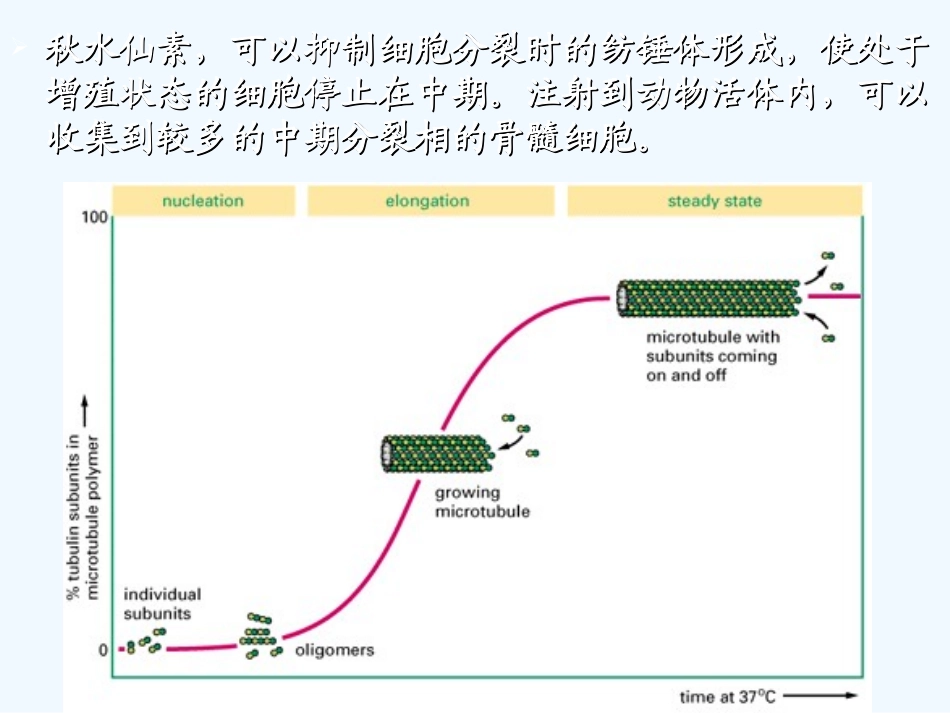 小鼠骨髓细胞染色体制备及观察_第3页
