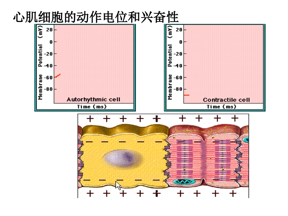 心肌细胞的动作电位和兴奋性_第1页