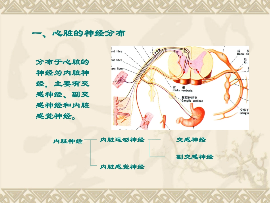 心脏的神经支配_第2页