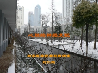 心脏的神经支配