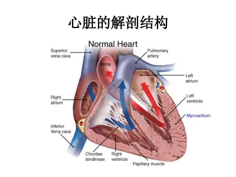 心脏电生理资料_第2页