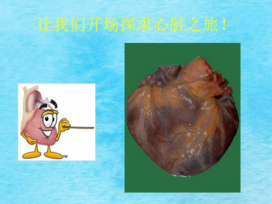 心脏基础知识课件_第2页