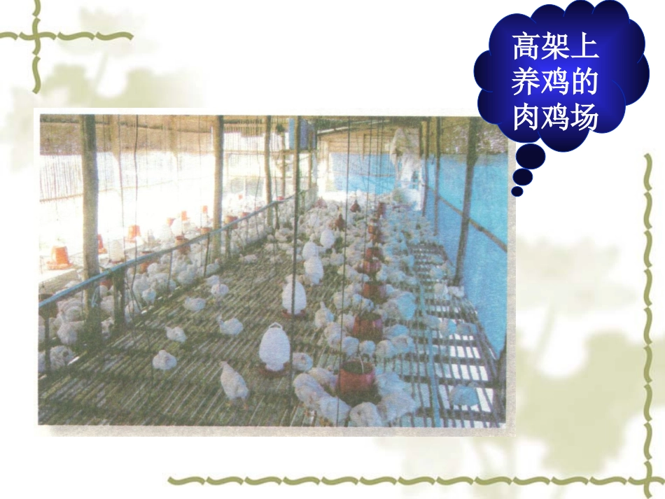 新城疫HI抗体监测课件_第3页