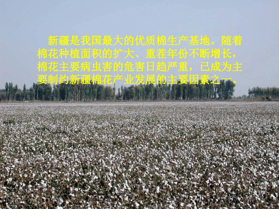 新疆棉花主要病虫害综合防治技术_第2页