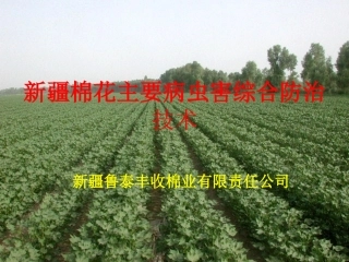 新疆棉花主要病虫害综合防治技术
