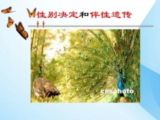 性别决定与伴性遗传遗传图解