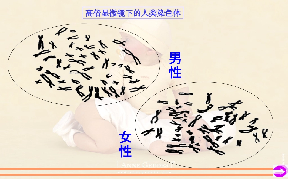性染色体和伴性遗传_第3页