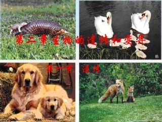 性状和性状的传递