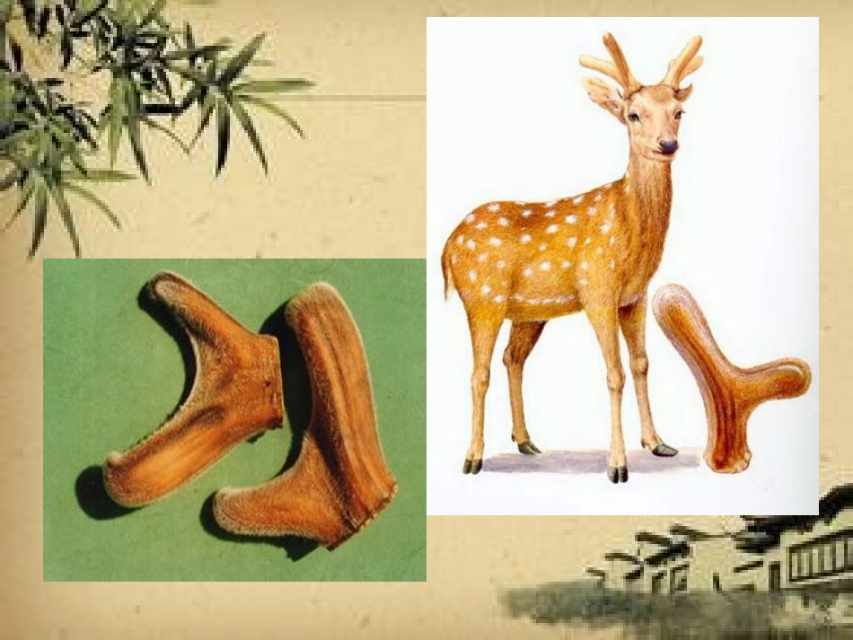 学前幼儿园神奇的中草药教学课件设计_第1页