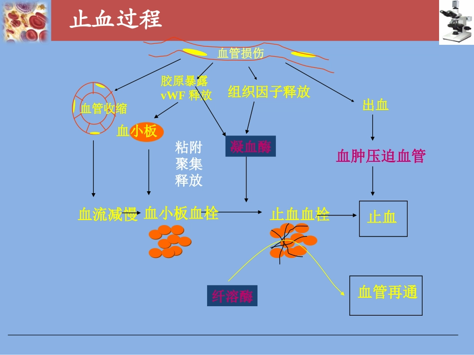 血栓和止血基础理论_第3页