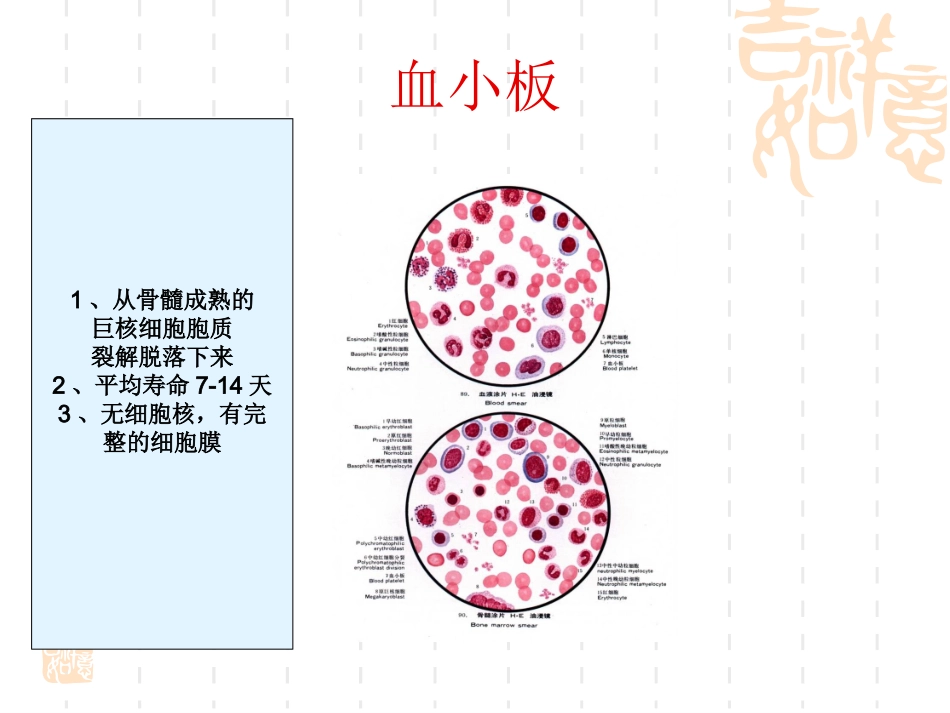 血栓形成过程分解_第2页