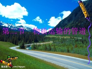 血液流动的管道血管