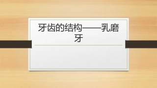牙齿的形态乳牙