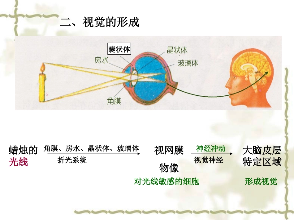 眼和视觉眼和视觉动画_第3页