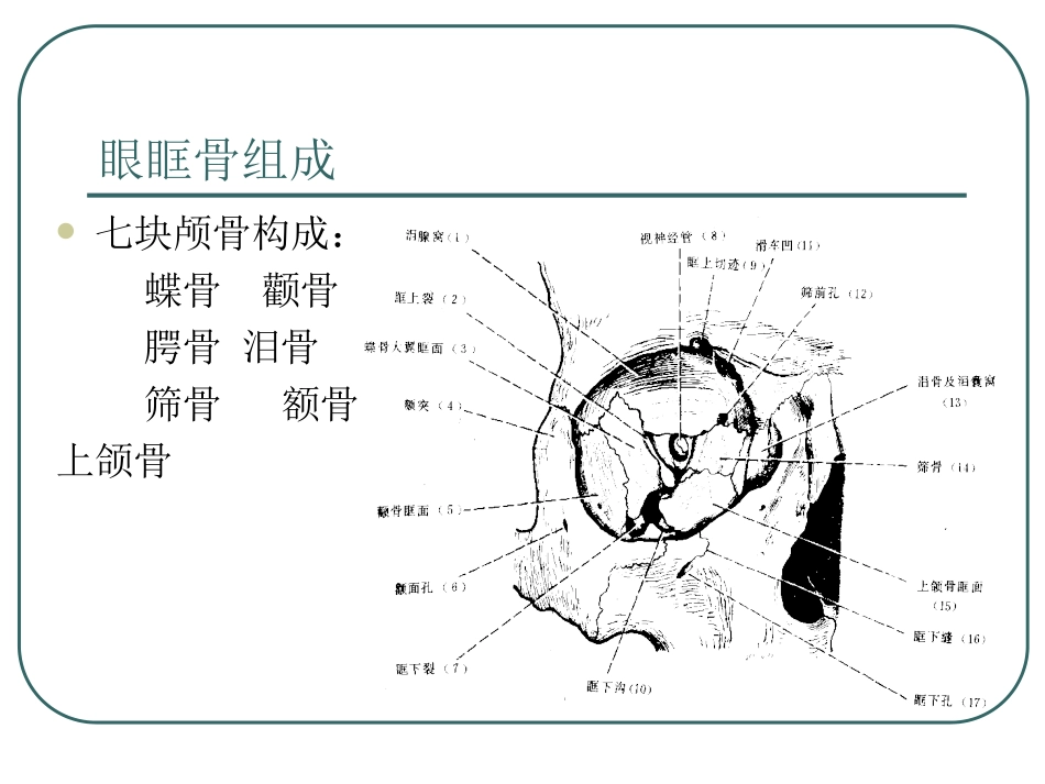 眼外肌解剖解读_第3页