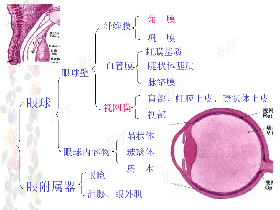 眼组织学和胚胎学课件_第2页