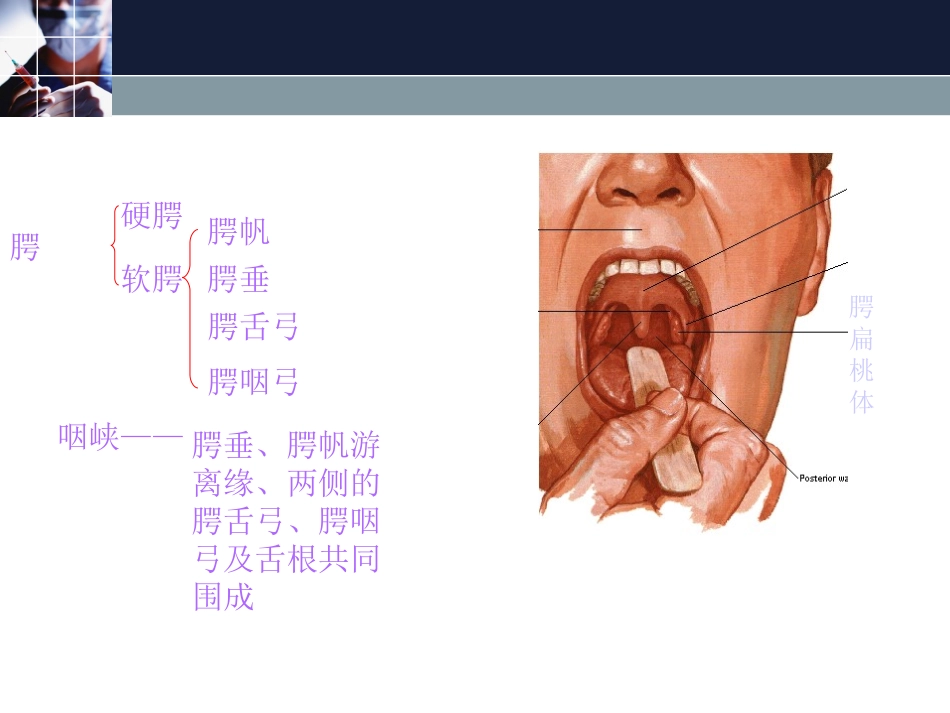 咽的应用解剖和生理_第3页