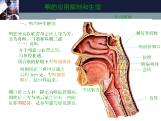 咽的应用解剖和生理