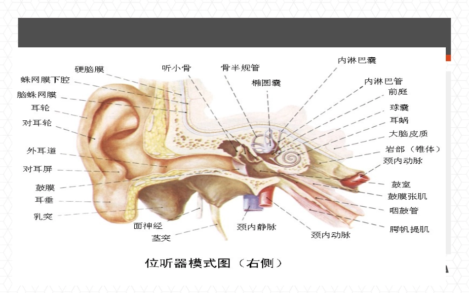 咽鼓管基础知识精讲_第3页