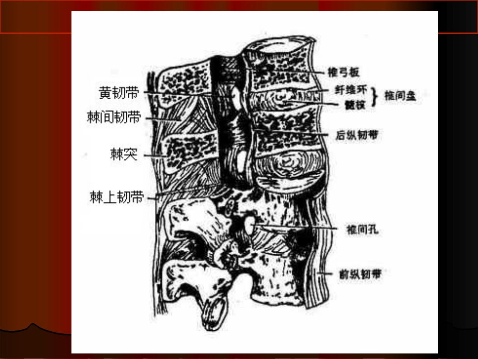 腰腿痛的针灸治疗汇总课件_第3页