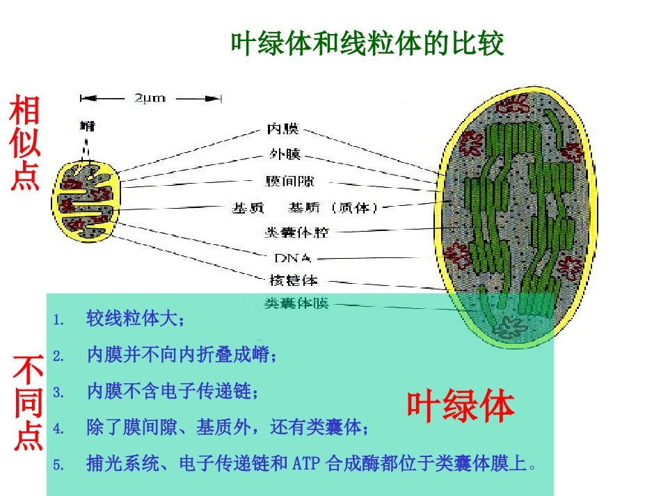 叶绿体与线粒体的半自主性及其起源解析_第1页