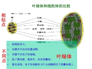 叶绿体与线粒体的半自主性及其起源解析